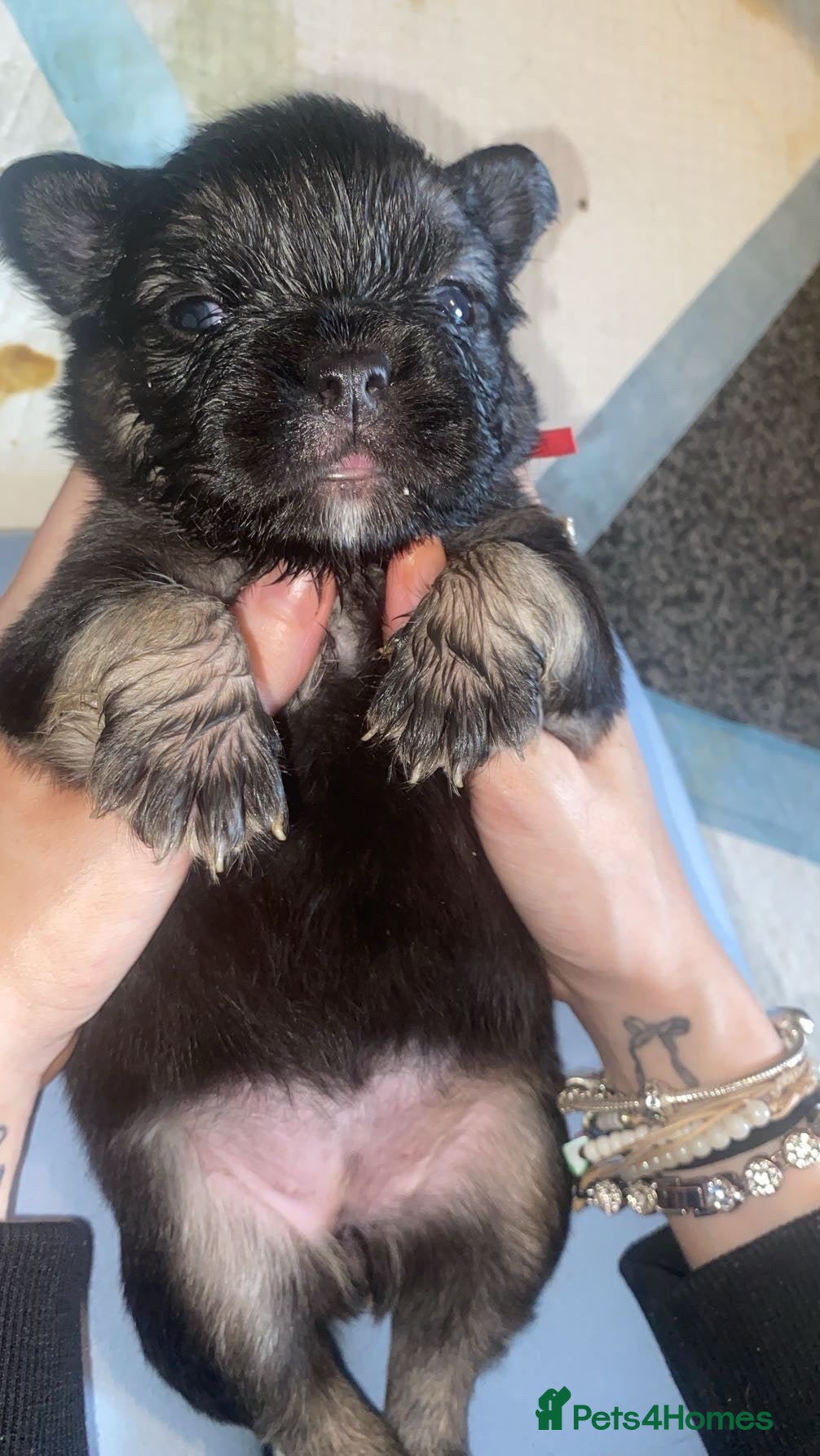 French Bulldog dogs for sale: 6 long haired French bulldogs for sale - Advert 11