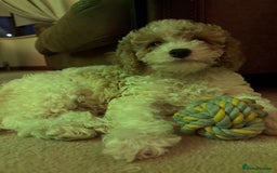 Cavapoochon dogs for sale: 1 beautiful Cavapoochon girls ready now - Image 3