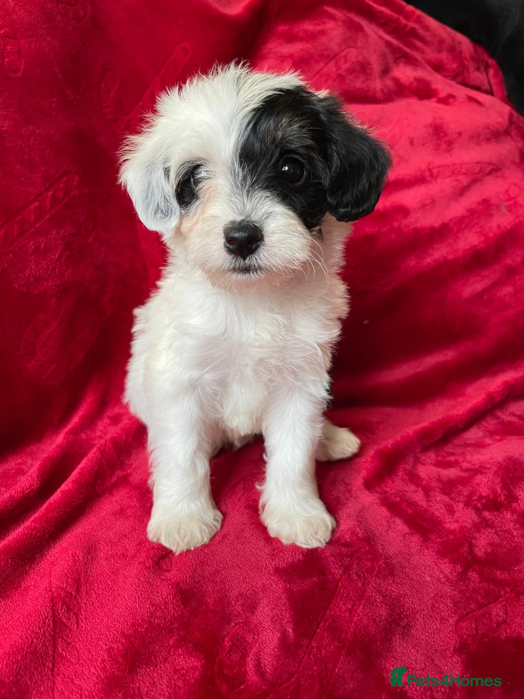 Yorkshire Terrier dogs for sale: Yorkshire terriers - Advert 11