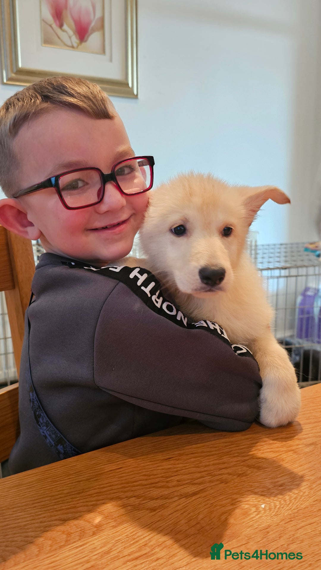 German Shepherd dogs for sale: Beutiful German Shepherd Puppies - Advert 7