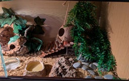 Leopard Gecko reptiles for sale: Leopard gecko and setup - Image 3