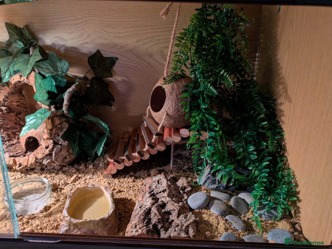 Leopard Gecko reptiles for sale: Leopard gecko and setup - Image 3