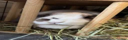 Mini Lop rabbits for sale: 2 mini lop/holland lop rabbits - Advert 6