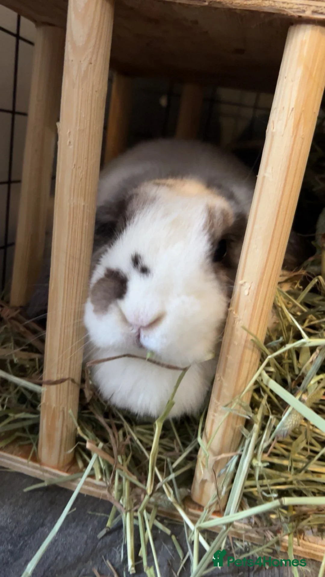 Mini Lop rabbits for sale: 2 mini lop/holland lop rabbits - Advert 6