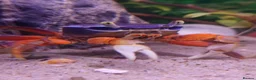 Other/Mixed Breed fish for sale: Manchester Pet's and Aquatics - Full Stock List - Advert 31