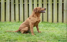 Labrador Retriever dogs for sale: Female(Red Collar) Fox Red Labrador KC registered - Image 8