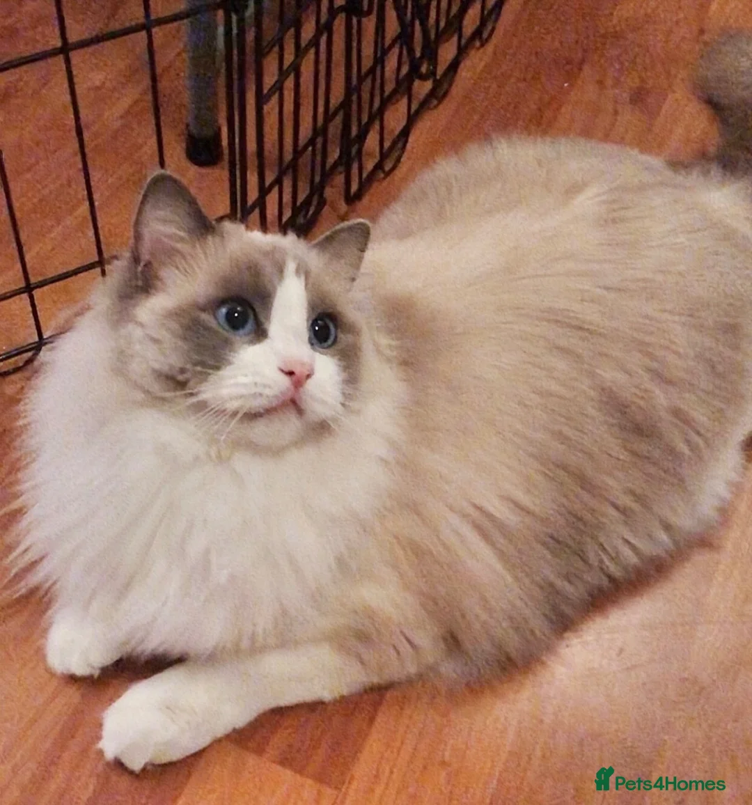Ragdoll cats for sale: Beautiful GCCF Registered Ragdoll Looking for Home - Advert 2