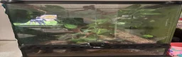 Gecko reptiles for sale: Crested geckos with individual full setups  in Chesham - Advert 5