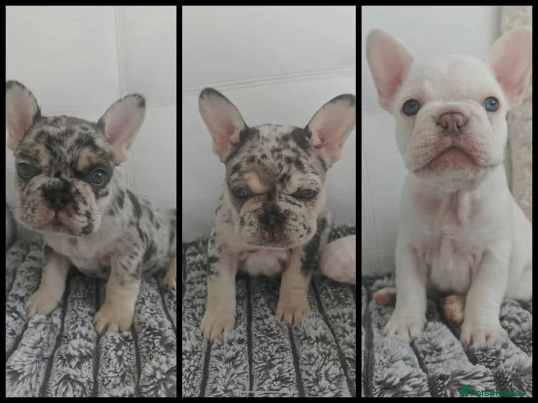 French Bulldog dogs for sale: French Bulldogs– Stunning Merle & Cream Colours in Wirral - Advert 2