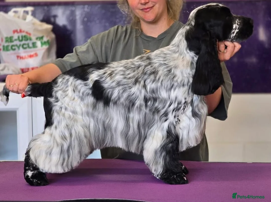Cocker Spaniel dogs for stud: KC Registered SHOW Cocker spaniel For STUD in Barnetby - Advert 2