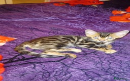 Bengal cats for sale: Pedigree Bengal Kittens - Image 30