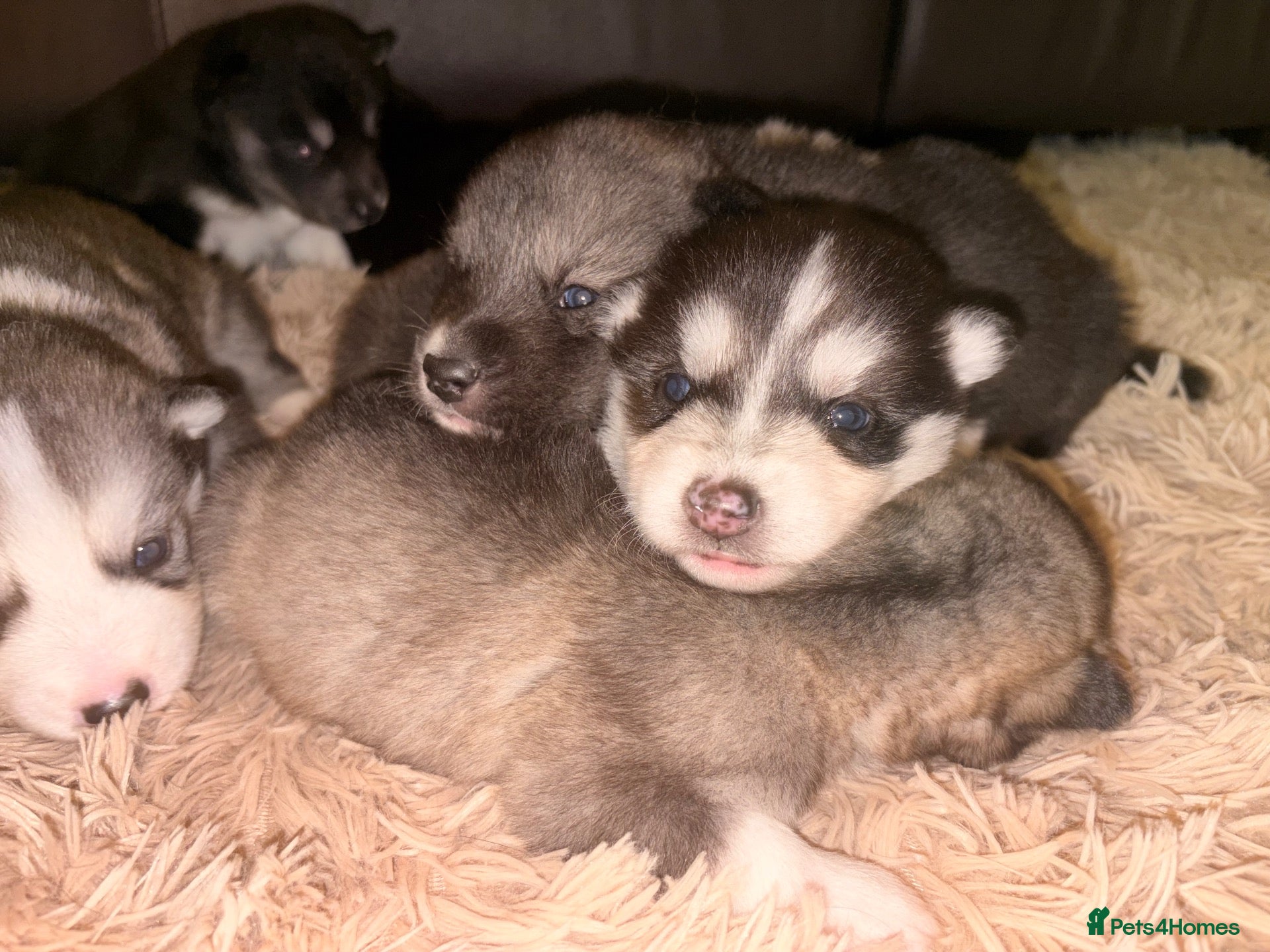 Utonagan dogs for sale: Alaskan malamute x husky - Advert 2