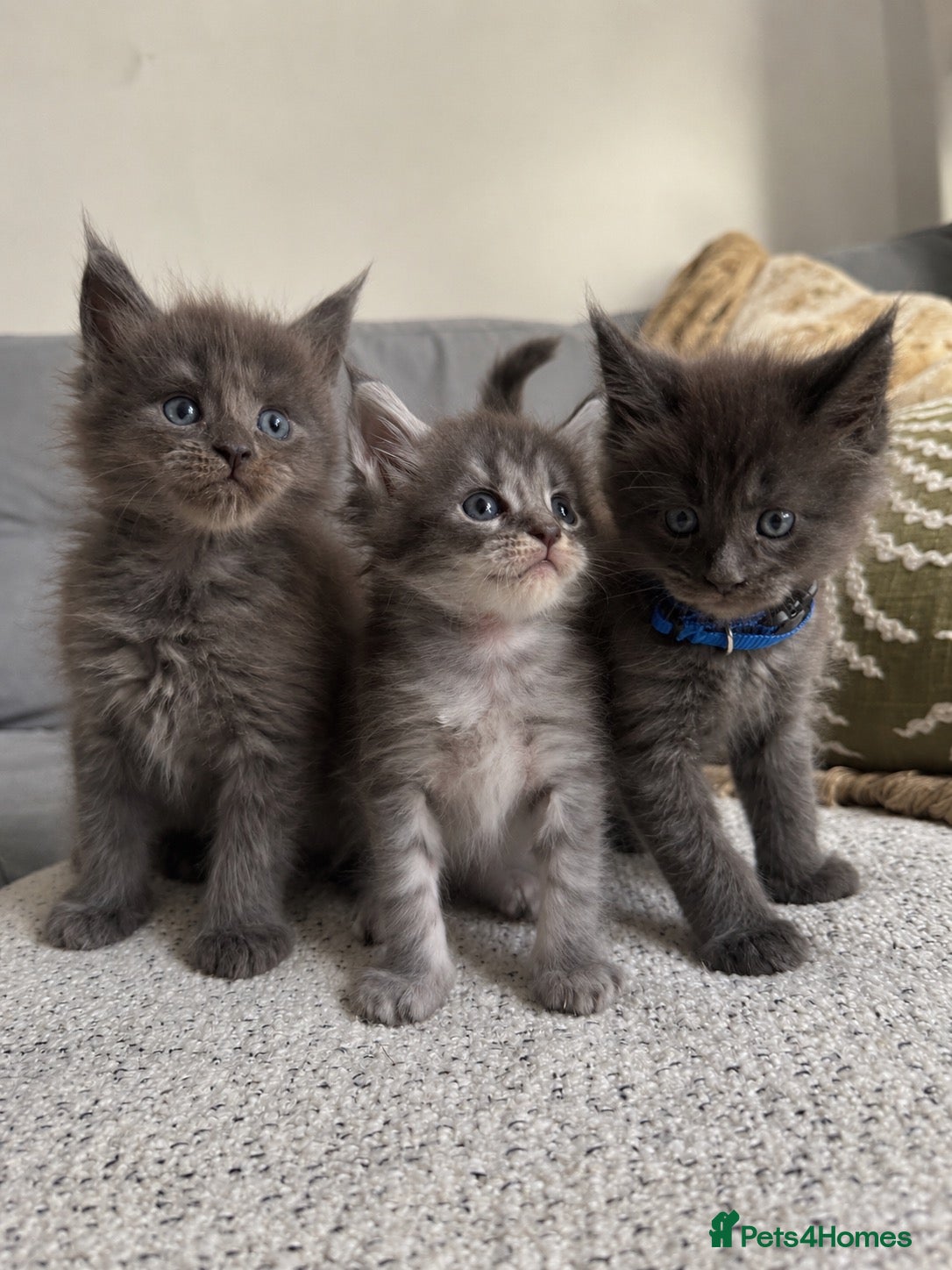 Maine Coon cats Tica Registered 5 Russian Mainecoon   - Advert 2