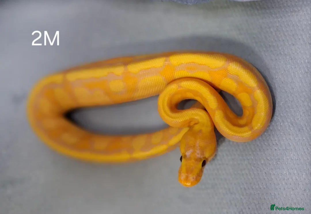 Python Snake reptiles for sale: Hatchling Royal Python's Male  - Advert 6