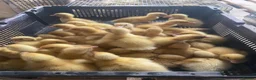 Ducks poultry for sale: Pekin Ducklings  - Advert 1