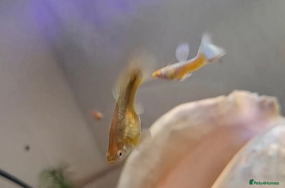 Bettas fish for sale: topaz guppies albino mix - Advert 7