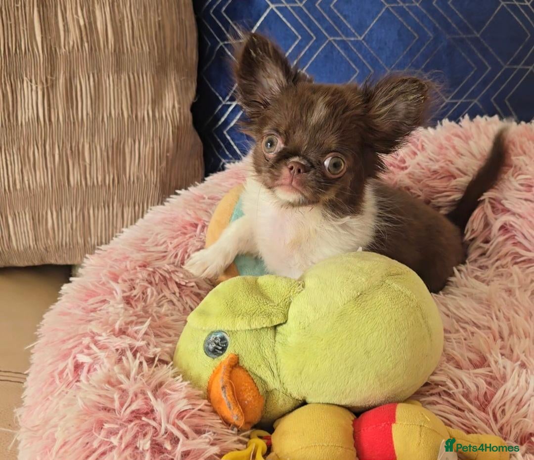 Chihuahua dogs 🌟🌟Ready now! Outstanding chihuahua longcoat 🌟🌟 - Advert 2