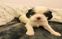 Cavalier King Charles Spaniel dogs for sale: DNA health tested, much loved cavaliers - Image 11