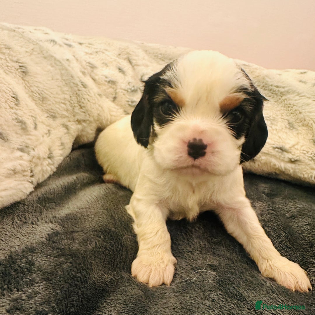 Cavalier King Charles Spaniel dogs for sale: DNA health tested, much loved cavaliers - Image 11