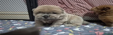 Chow Chow Puppy 2