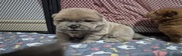 Chow Chow dogs for sale: Beautifull teddybear chow chows - Advert 7