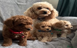 Maltipoo dogs for sale: 🐶 3 Gorgeous Toy Maltipoo F1b Puppies for sale🐶  - Image 14