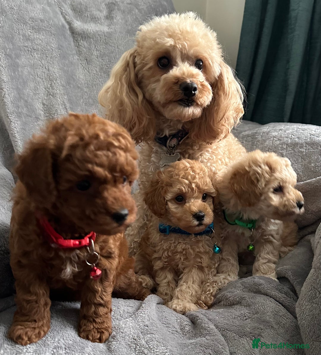 Maltipoo dogs for sale: 🐶 3 Gorgeous Toy Maltipoo F1b Puppies for sale🐶  - Image 14