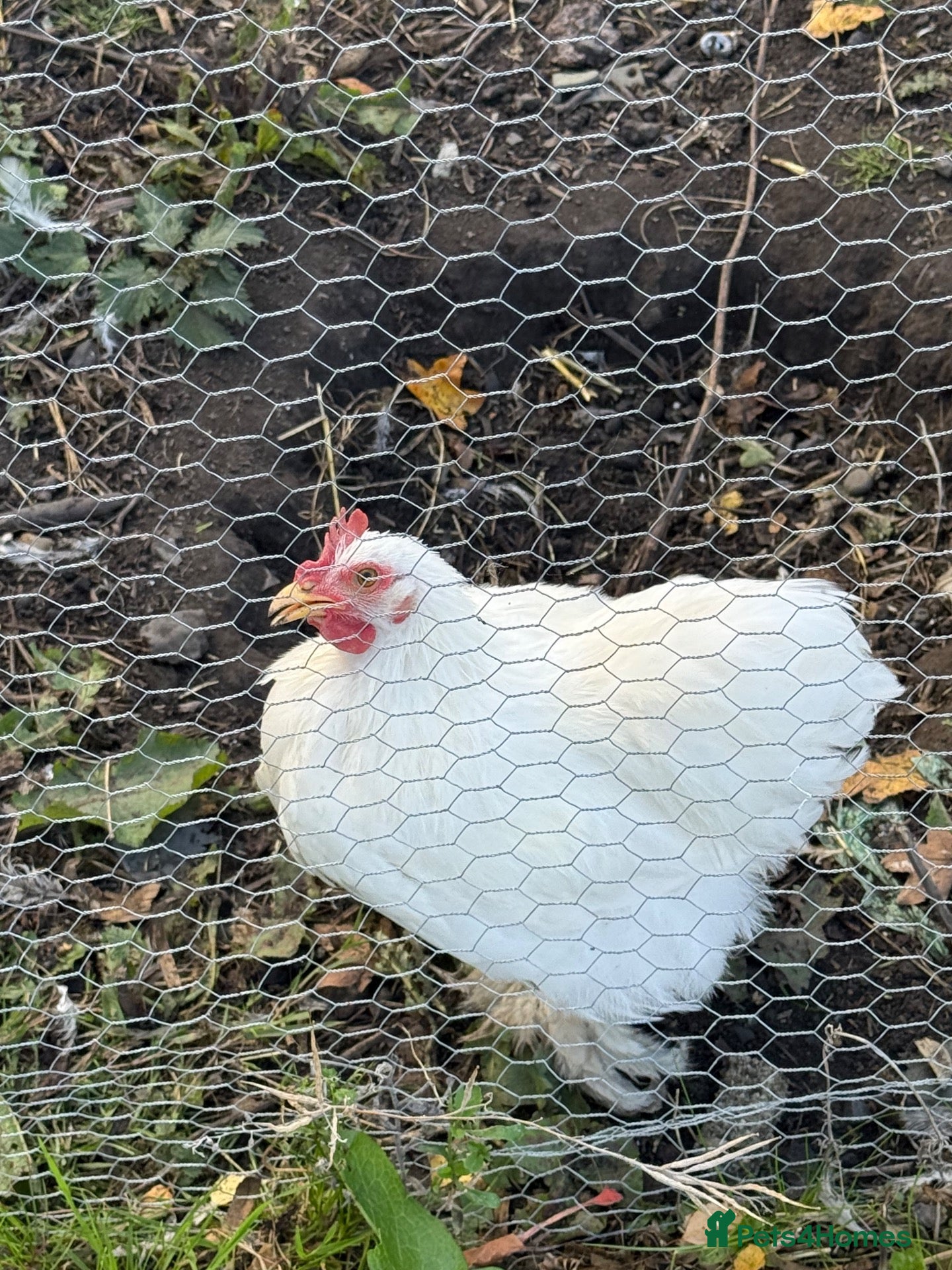 Chickens poultry Pekin bantam roos  - Advert 18