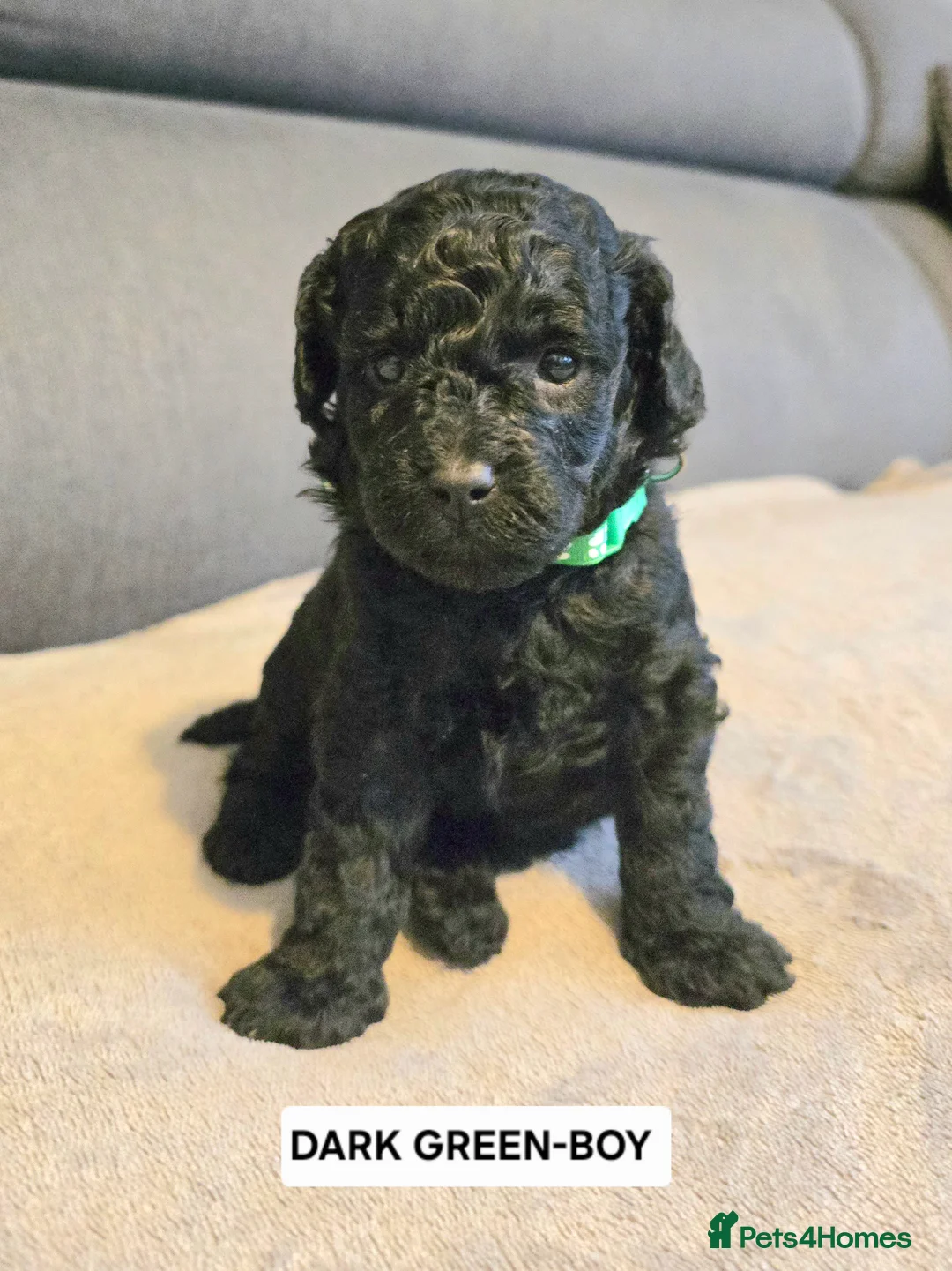 Toy Poodle dogs for sale: BEAUTIFULL BLACK TOY POODLES  - Advert 31