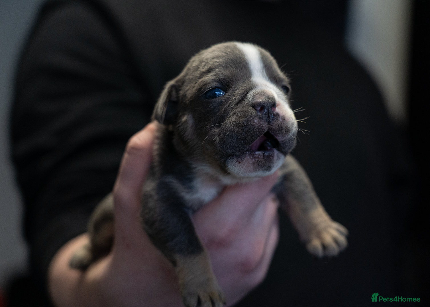 English Bulldog dogs English bulldogs PUPPIES NEBBR REGISTERED - Advert 5