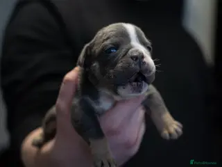 English Bulldog dogs English bulldogs PUPPIES NEBBR REGISTERED - Advert 5