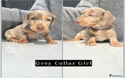 Miniature Dachshund dogs for sale: Ready to leave in 2 weeks - 7 miniature dachshunds - Image 7