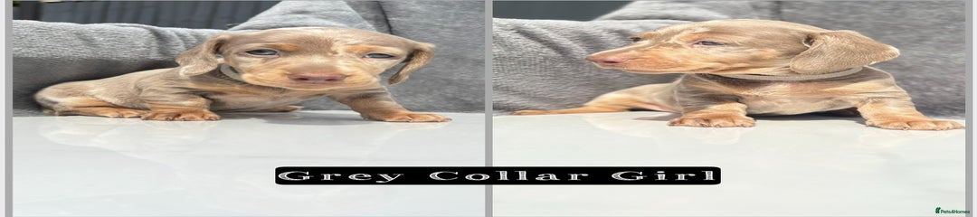 Miniature Dachshund Puppy 7
