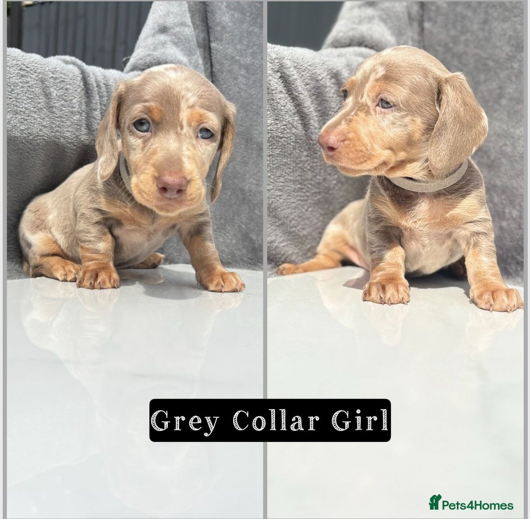 Miniature Dachshund dogs for sale: Ready to leave in 2 weeks - 7 miniature dachshunds - Image 7