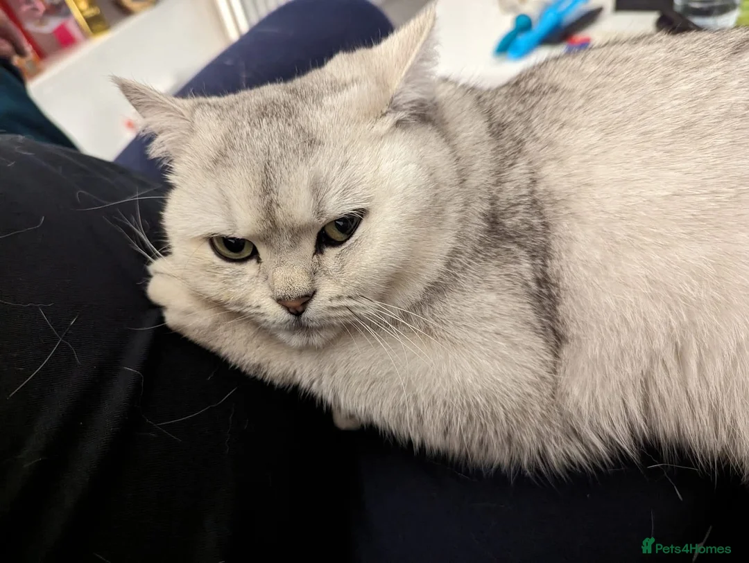 Scottish Fold cats for sale: Loving Scottish Straight Girl – Mya - Advert 2