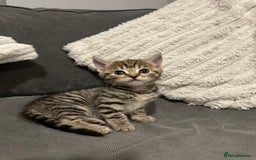 Mixed Breed cats for sale: 4 gorgeous kittens ready for amazing homes  - Advert 13