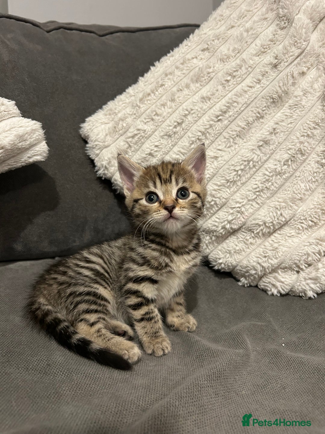 Mixed Breed cats for sale: 4 gorgeous kittens ready for amazing homes  - Advert 13