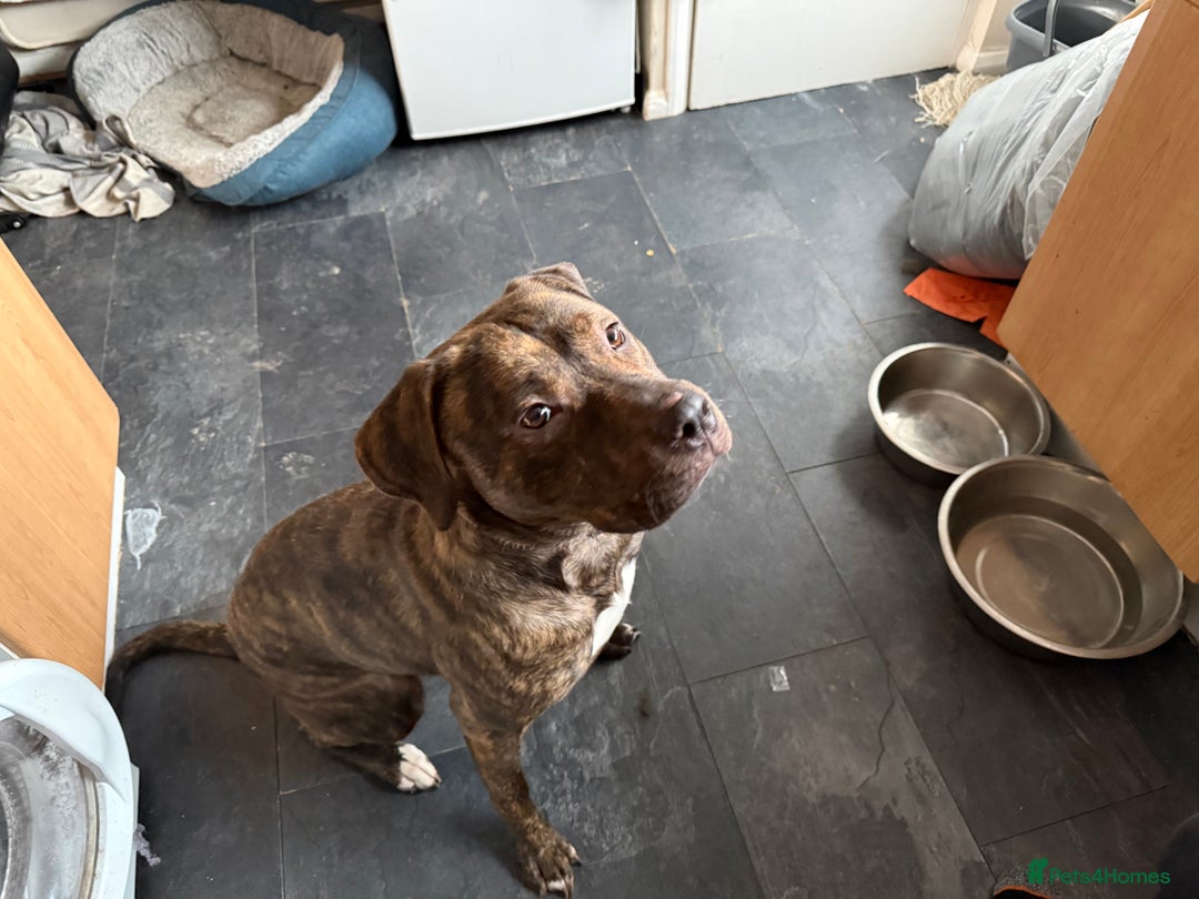 Mixed Breed dogs for sale: Staffxlab - Advert 4