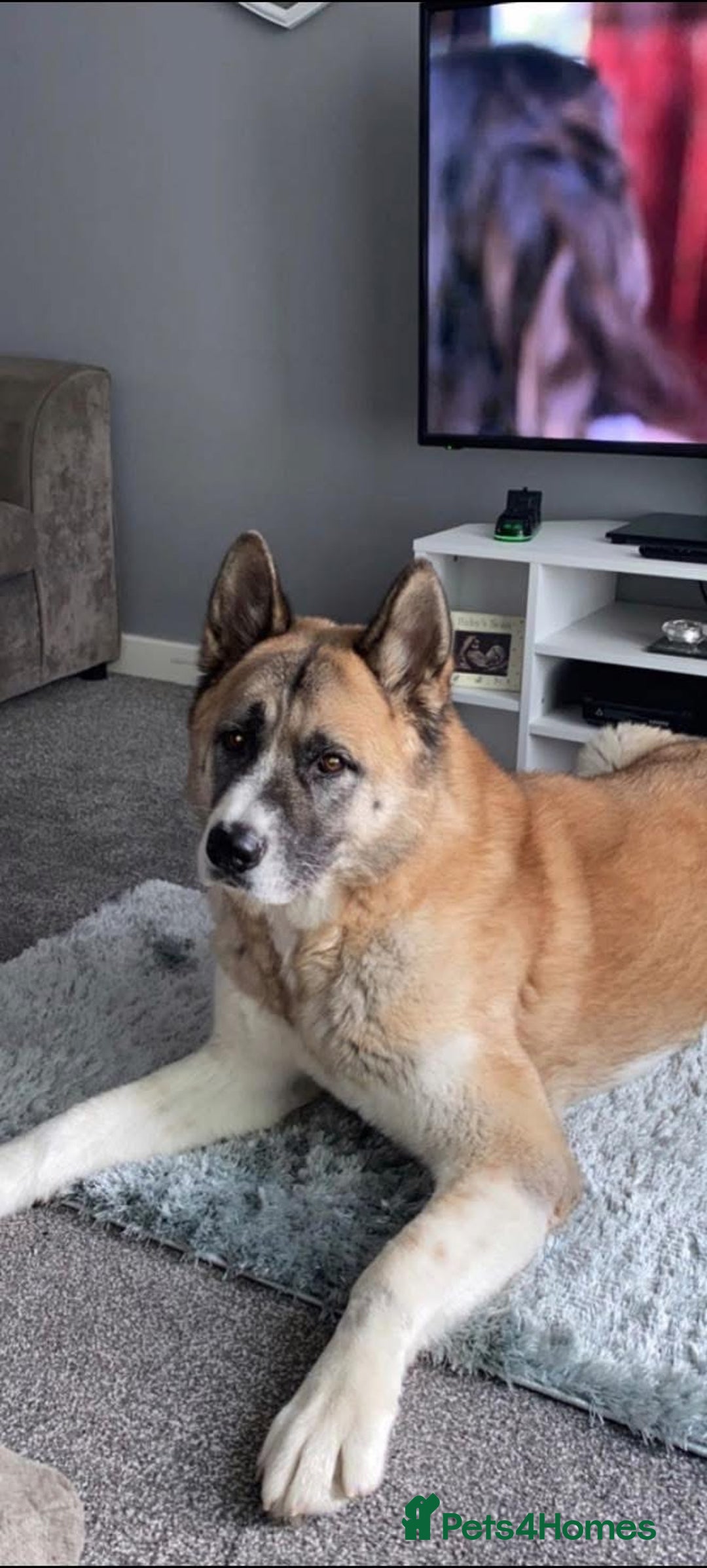 Akita dogs for sale: Male American Akita - Image 2