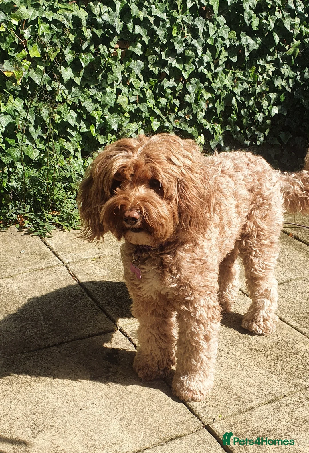 Labradoodle dogs for stud: Proven Australian Labradoodle Stud  in Edenbridge - Advert 9