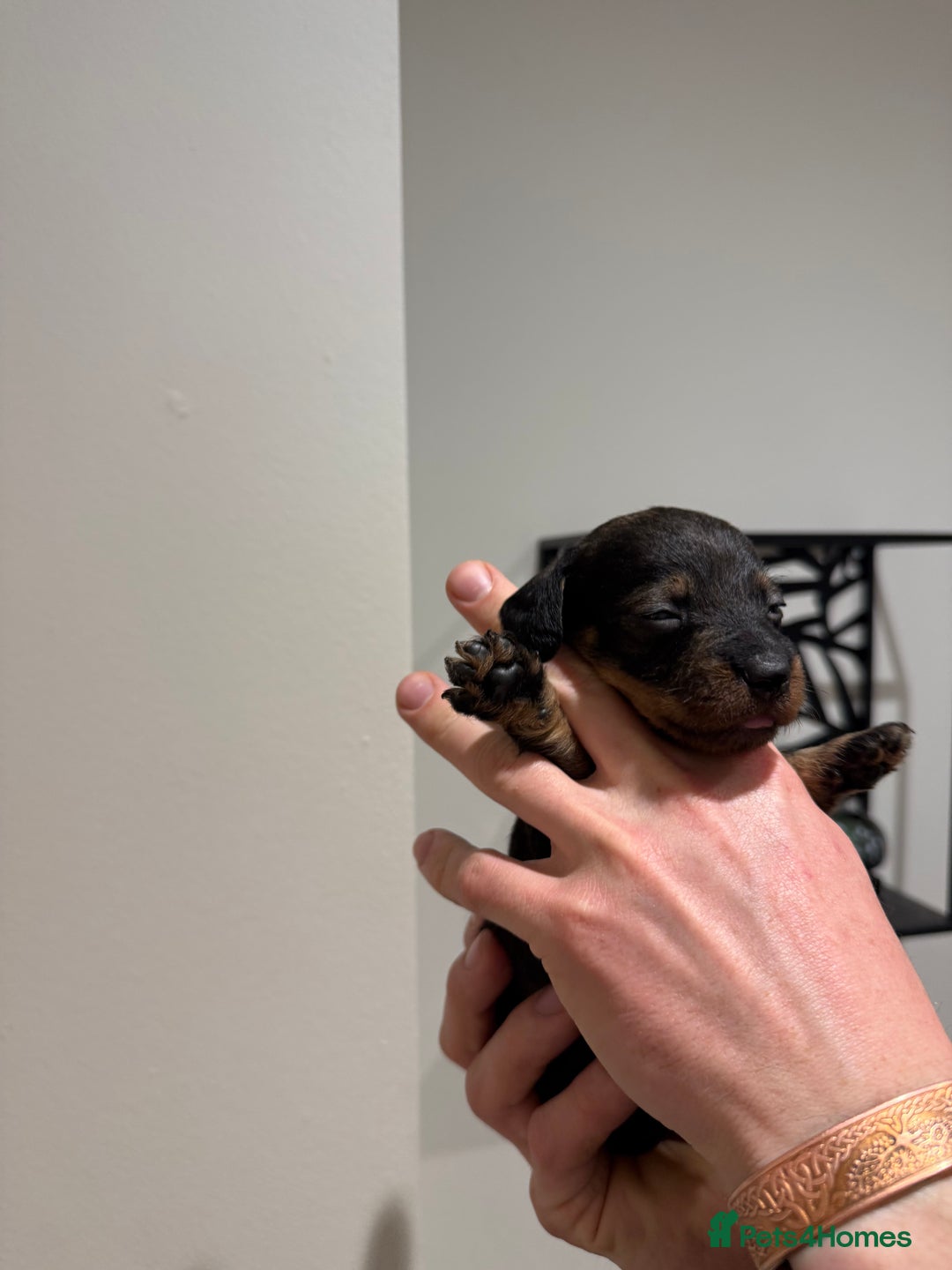 Dachshund dogs for sale: Wire haired Teckel puppies  - Advert 9