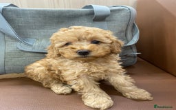 Toy Poodle dogs for sale: Toy Poodle Pups 5 🌟 Council License  - Image 1