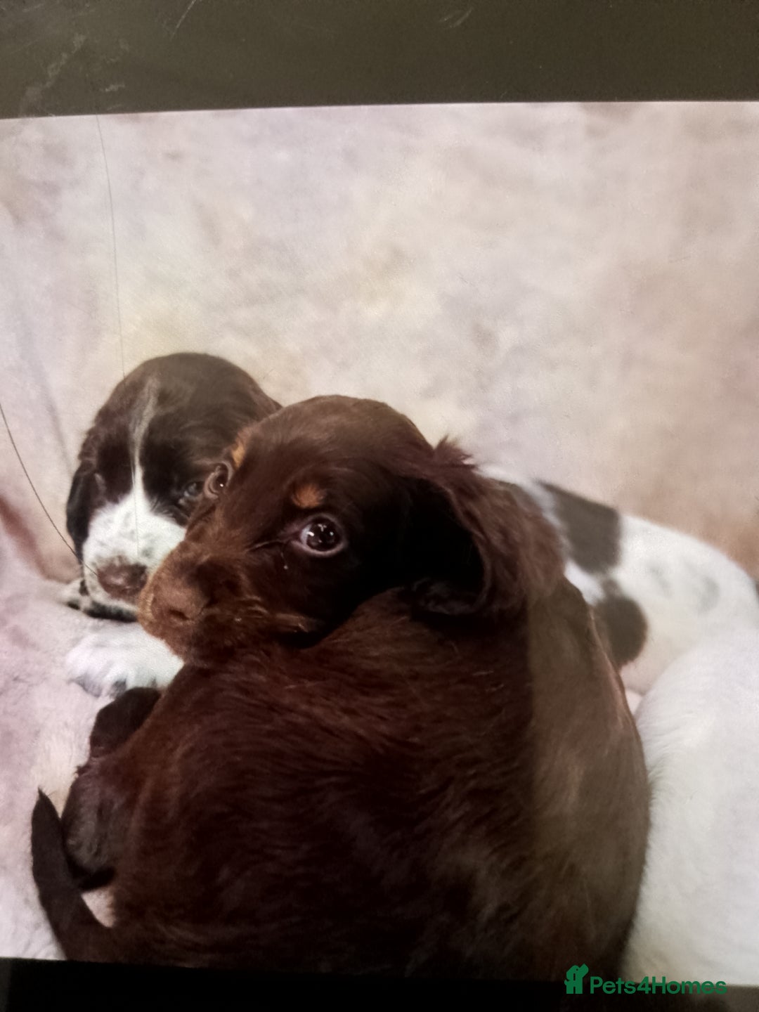 Cocker Spaniel dogs for sale: Cocker spaniel puppies  - Image 5