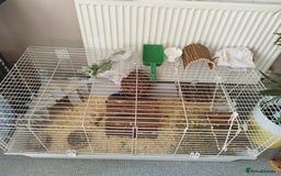 Guinea Pig rodents for sale: Rehoming: Two male guinea pigs  - Image 8