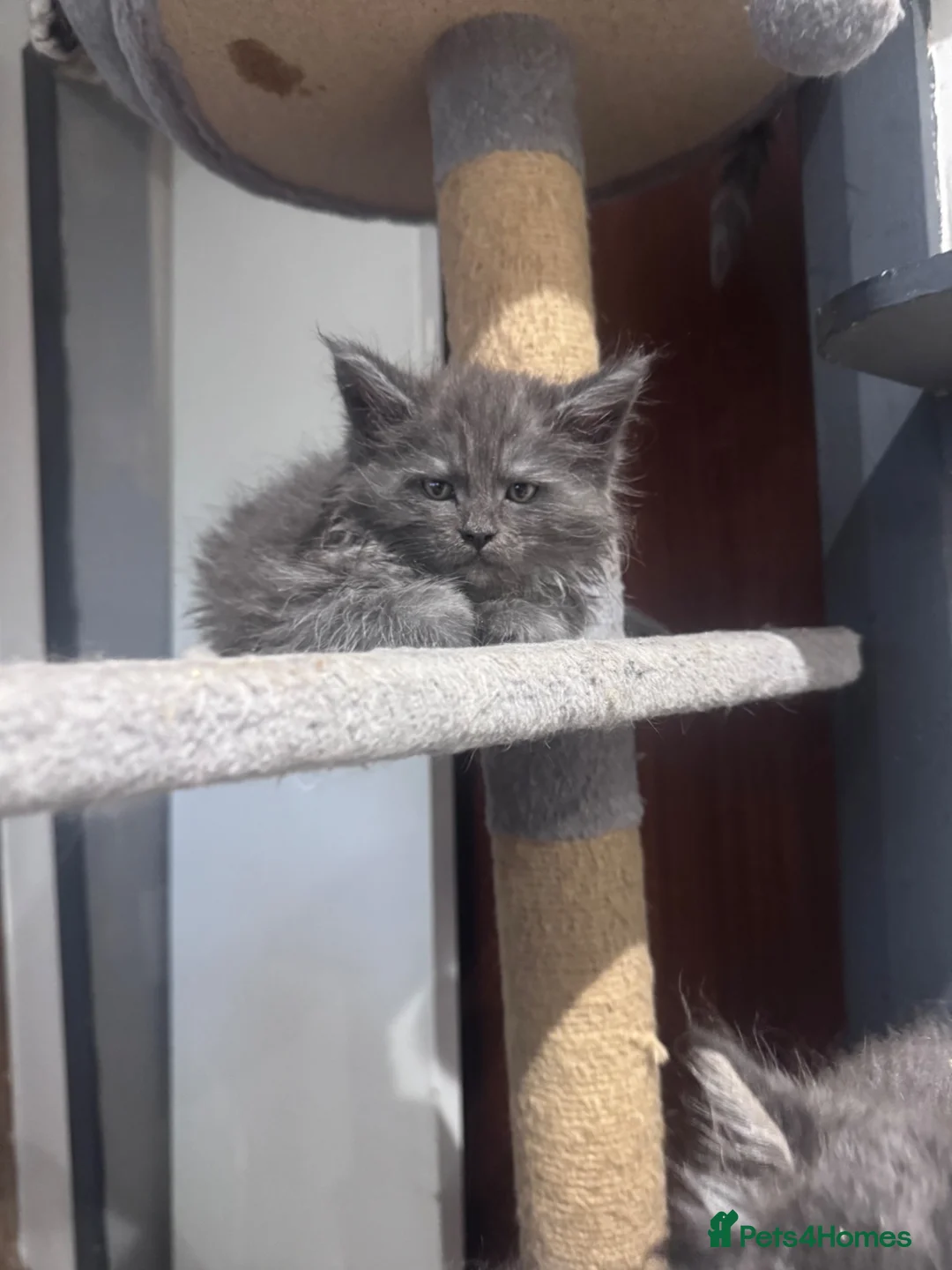 Maine Coon cats for sale: Exceptional maine coon kittens champion Bloodline  - Advert 2