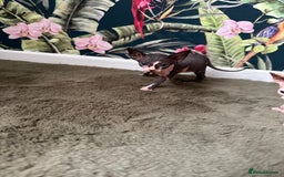 Sphynx cats for sale:  6 Beautiful Sphynx Kittens Ready Soon – 5★ - Image 27
