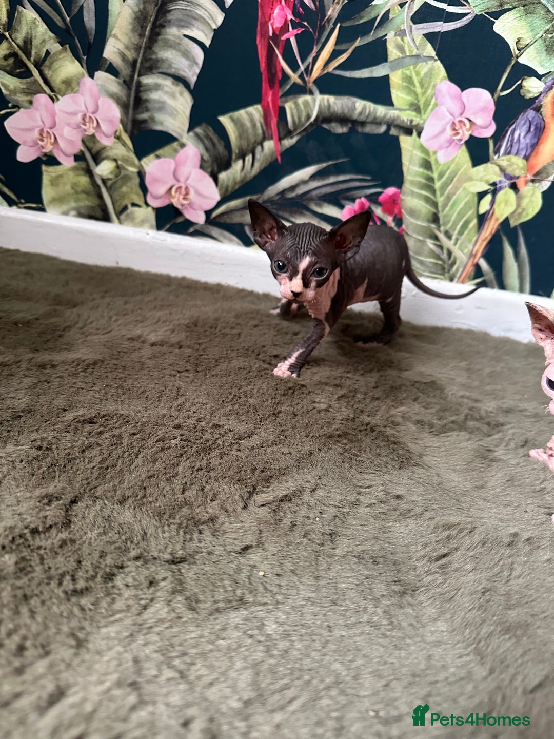 Sphynx cats for sale:  6 Beautiful Sphynx Kittens Ready Soon – 5★ - Image 27