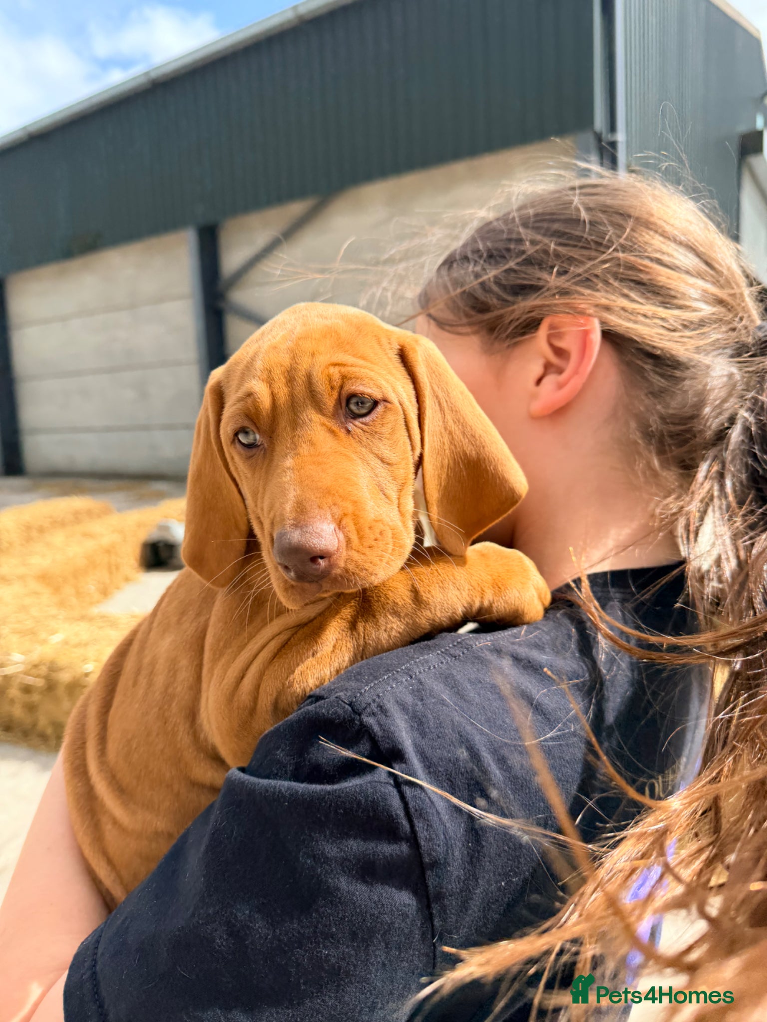 Hungarian Vizsla dogs ONE ADORABLE BOY LEFT: KC Reg. Vizsla Puppy - Advert 1