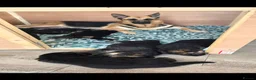 German Shepherd dogs for sale: 10 BEAUTIFUL GERMAN SHEPHERD PUPPIES - Advert 3
