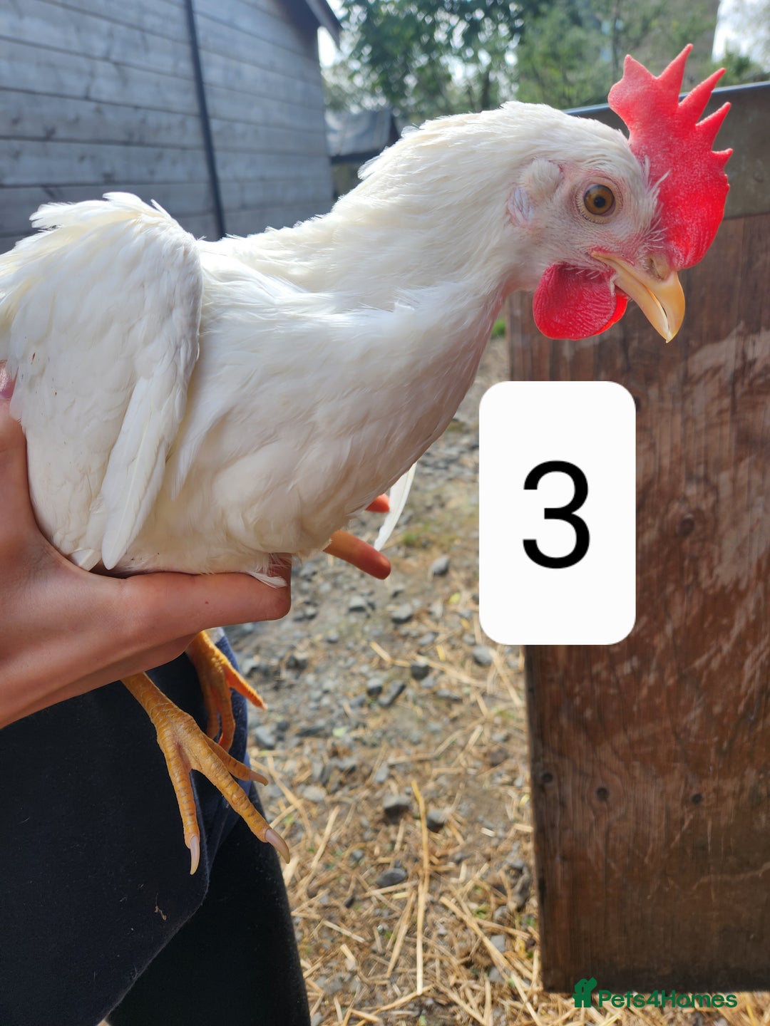 Chickens poultry for sale: Trios of pure bred chicken breeds - Image 17
